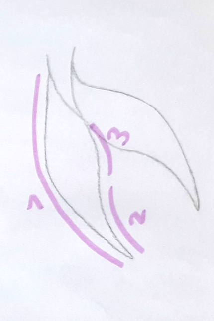 steps how to draw sharp mermaid fin