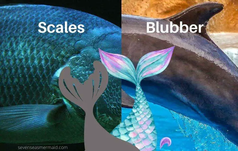 a mermaid tail compared to fish scales and marine mammal skin
