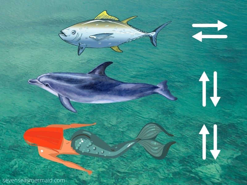A depiction of how fish, dolphins and mermaids move their tails