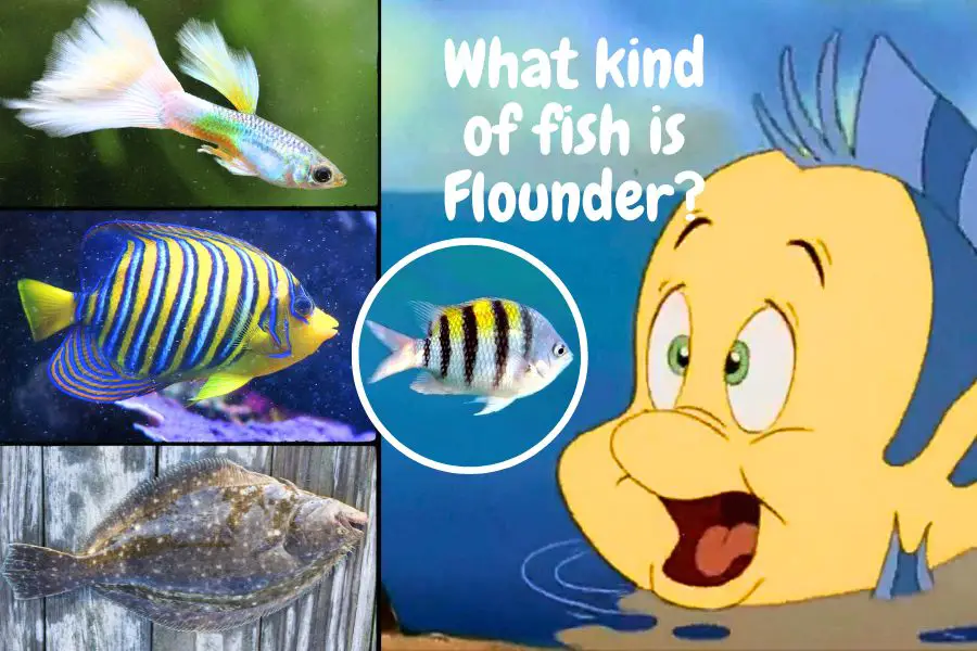 Flounder from the Little Mermaid and some fish species which look similar to him: yellow and blue with stripes